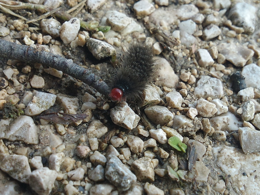 Amata phegea - fehérpettyes álcsüngőlepke