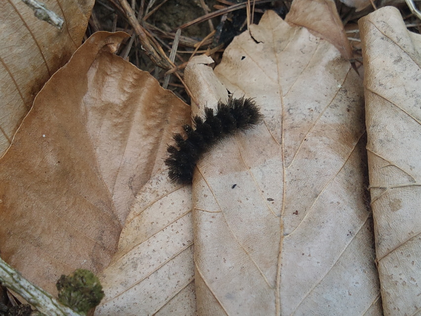 Amata phegea - fehérpettyes álcsüngőlepke