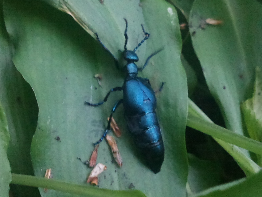 Meloe violaceus - kék nünüke