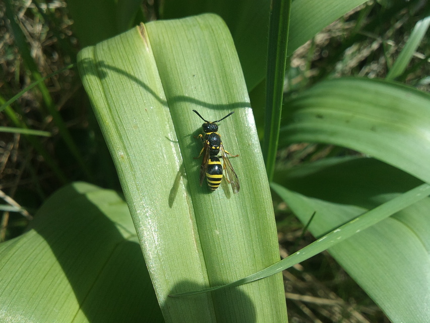 Ancistrocerus