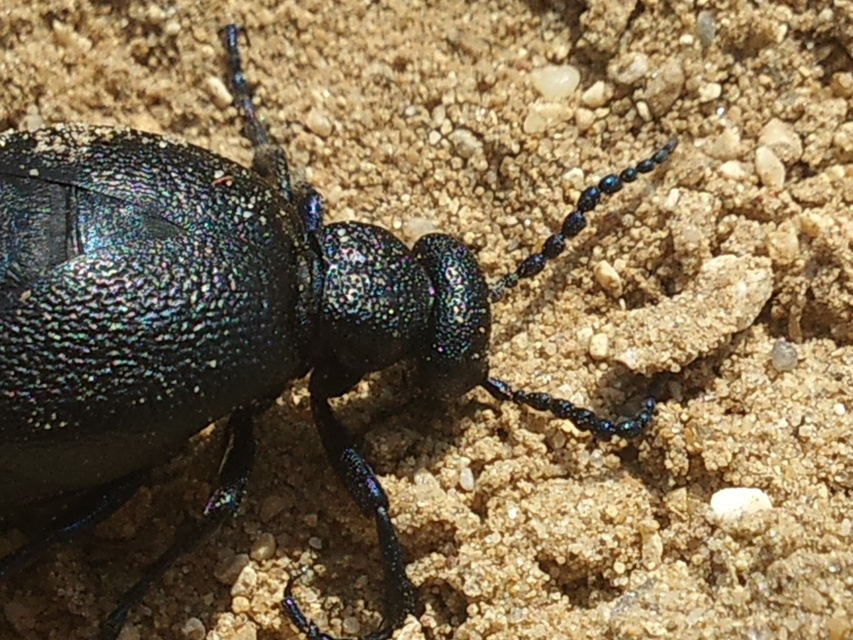 Meloe proscarabaeus - közönséges nünüke