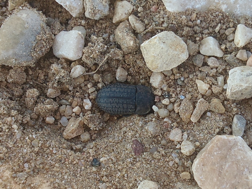 Opatrum sabulosum - sároshátú gyászbogár