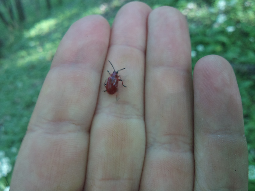 Lilioceris merdigera - hagymabogár Lilioceris merdigera - hagymabogár