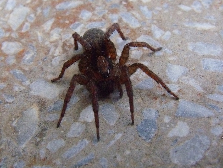 Trochosa