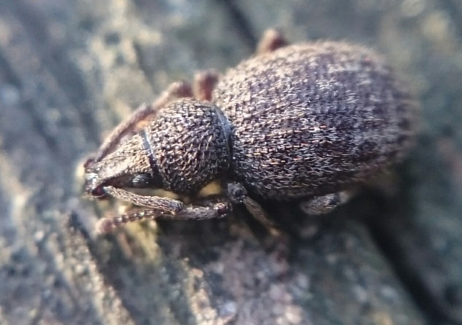 Otiorhynchus hystrix - sörtés gyalogormányos