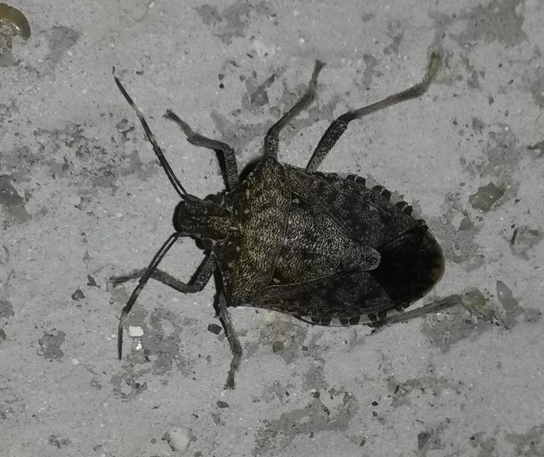 Halyomorpha halys - ázsiai márványospoloska