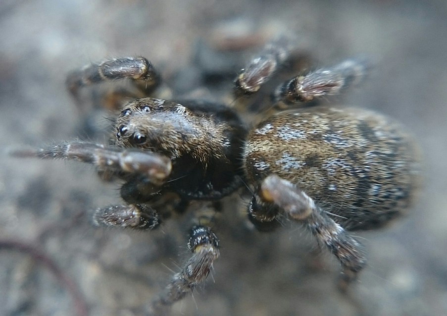 Arctosa leopardus