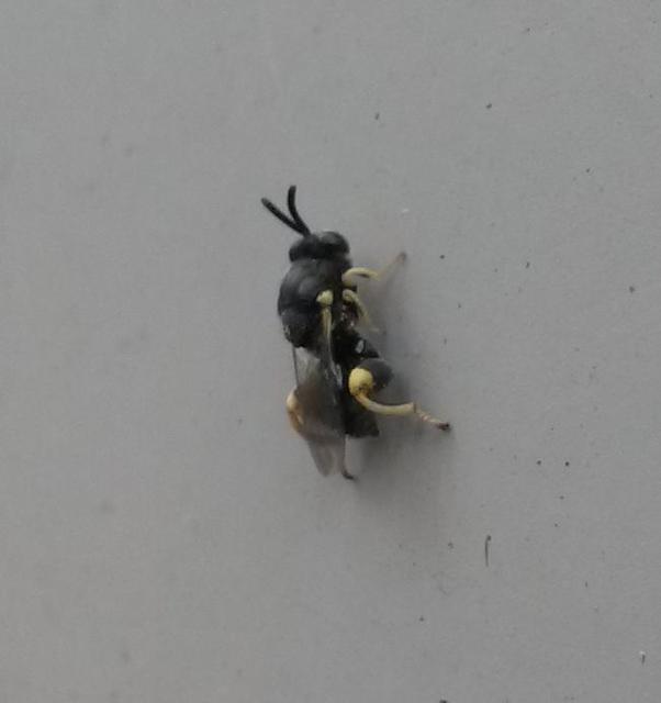 Chalcididae - vastagcombú fémfürkészek