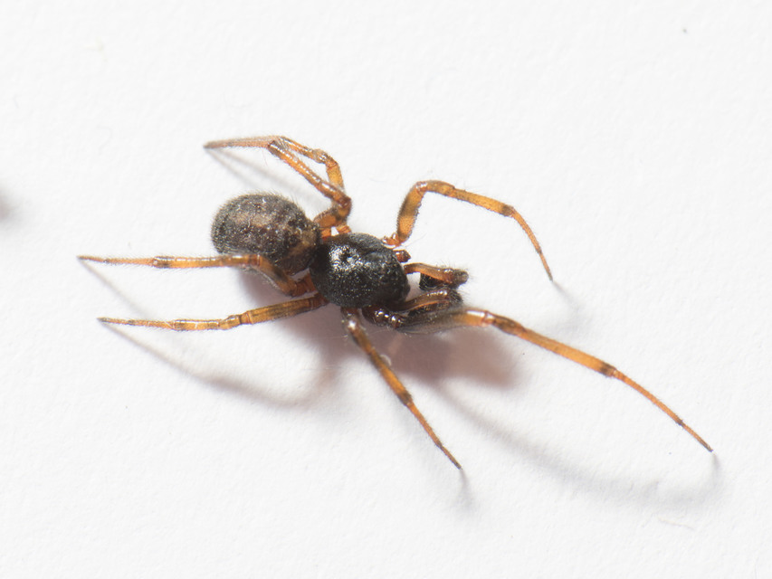 Steatoda bipunctata - kétpettyes faggyúpók