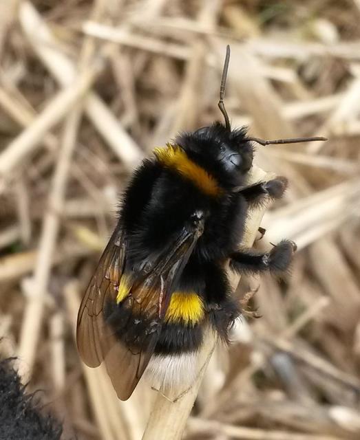 Bombus terrestris/lucorum