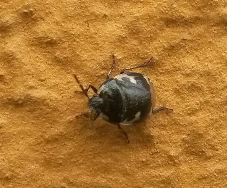 Tritomegas bicolor - foltos földipoloska
