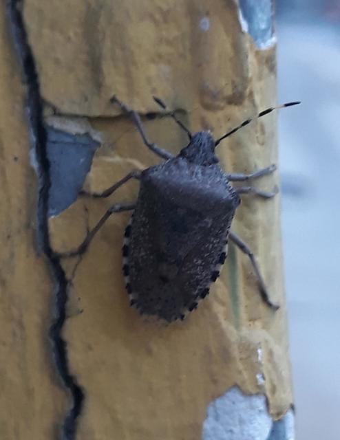 Rhaphigaster nebulosa - bencepoloska