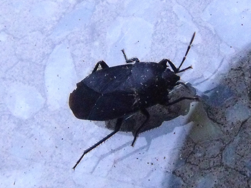 Aellopus atratus - cigánybodobács