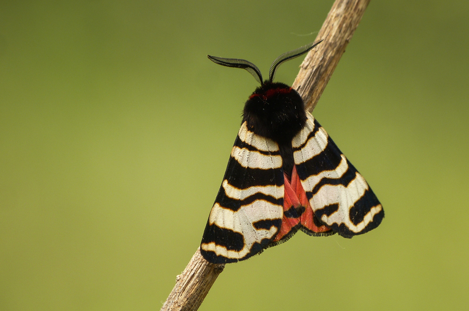 Arctia festiva - díszes medvelepke