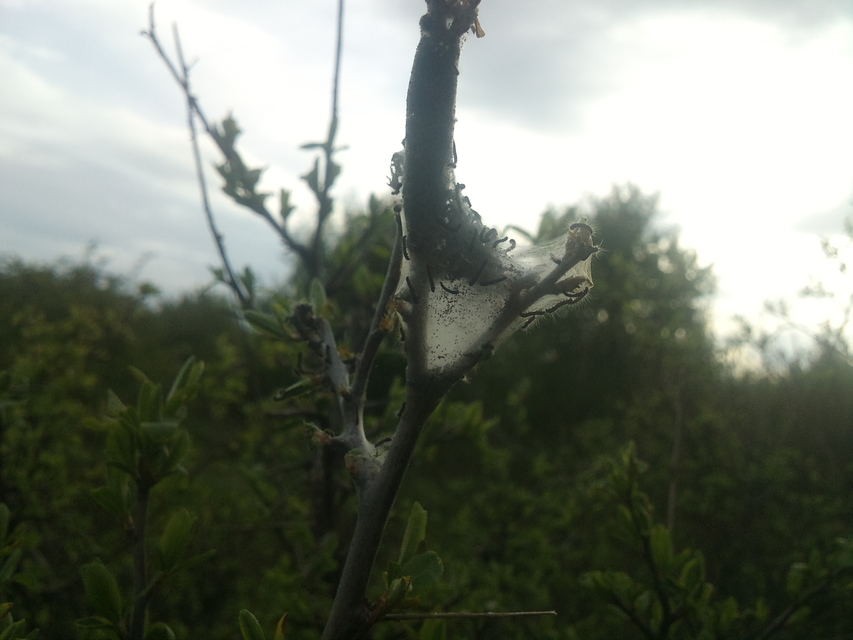 Eriogaster lanestris - tavaszi gyapjasszövő