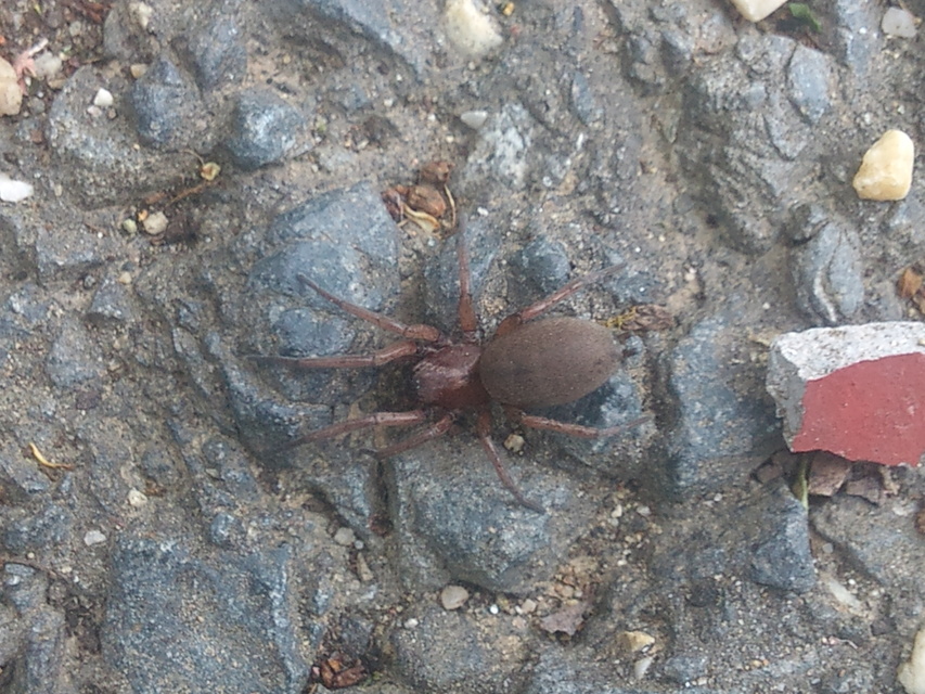 Drassodes lapidosus - barna kövipók