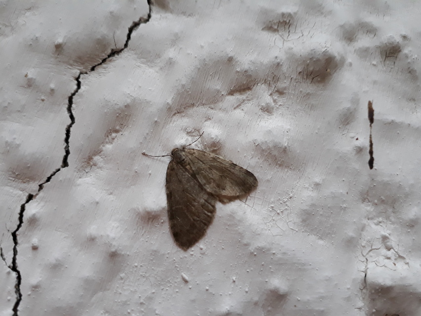 Epirrita