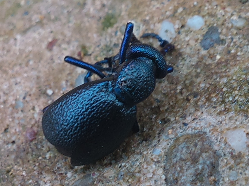 Meloe proscarabaeus - közönséges nünüke