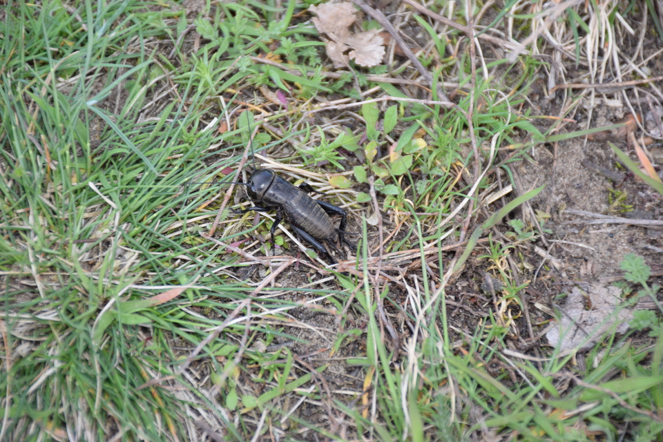 Gryllus campestris - mezei tücsök