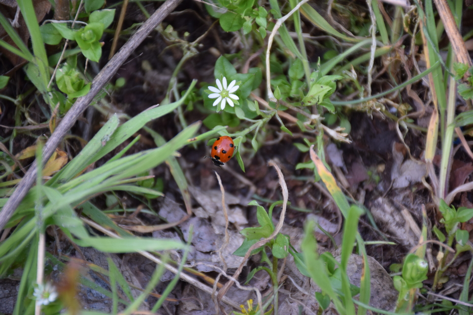 Coccinella septempunctata - hétpettyes katica