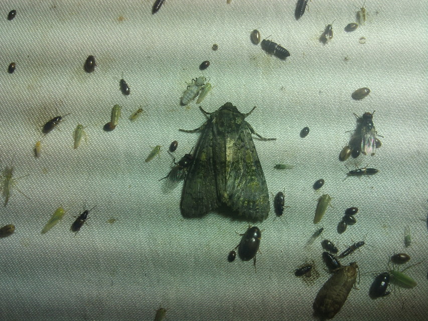 Craniophora ligustri - fagyalbagoly