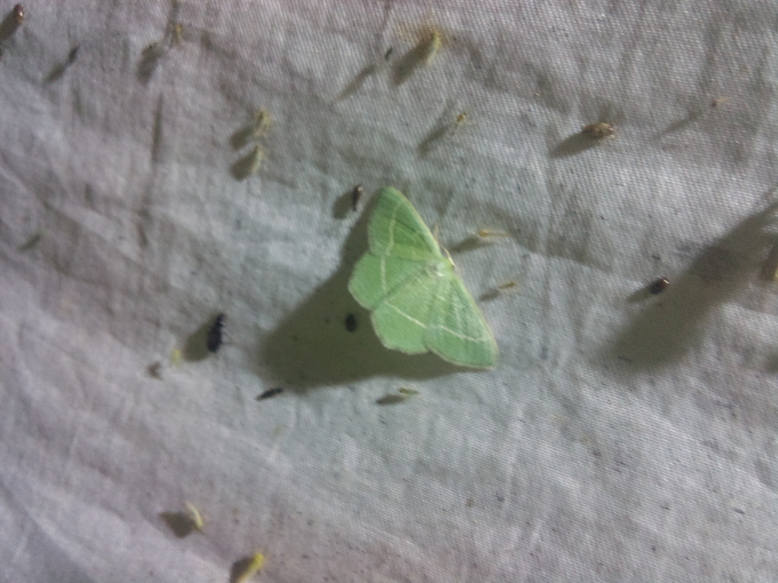 Chlorissa