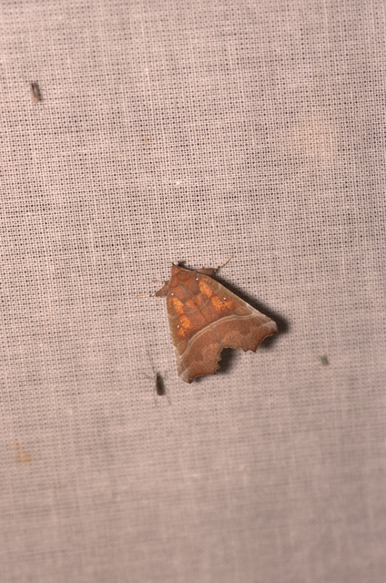 Scoliopteryx libatrix - vörös csipkésbagoly
