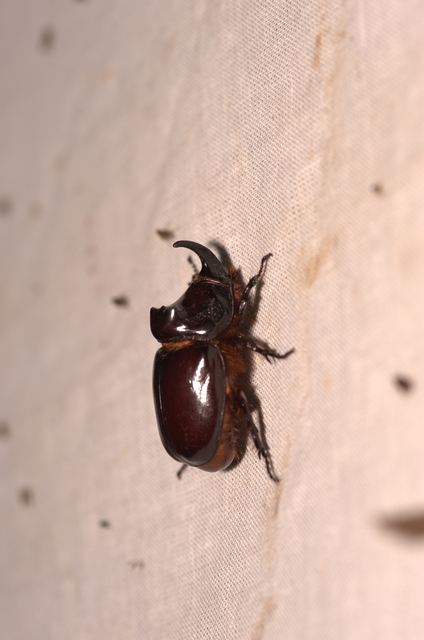 Oryctes nasicornis - orrszarvú bogár