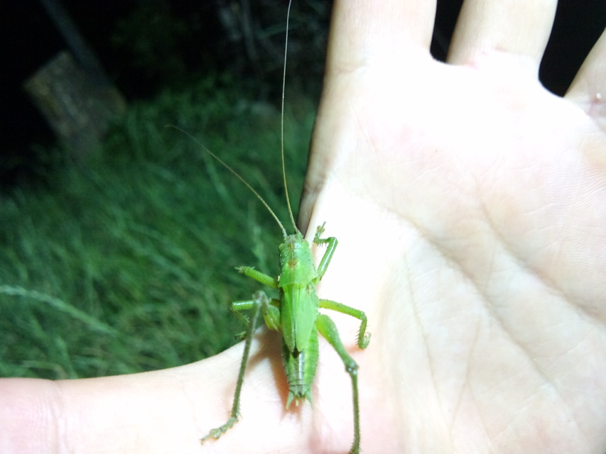 Tettigonia viridissima - zöld lombszöcske