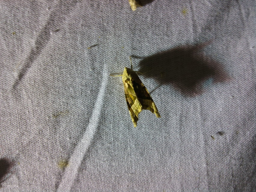 Phlogophora meticulosa - vándorló csipkésbagoly