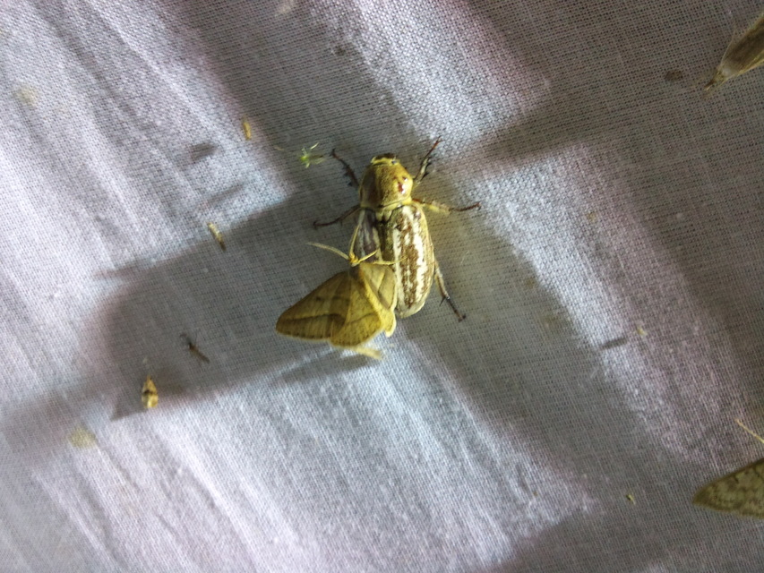 Tephrina arenacearia - lucerna-araszoló
