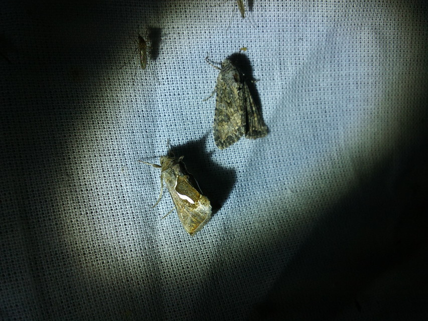 Hadula trifolii - lóherebagoly