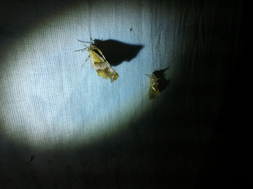 Selenia dentaria - kétfoltos holdasaraszoló