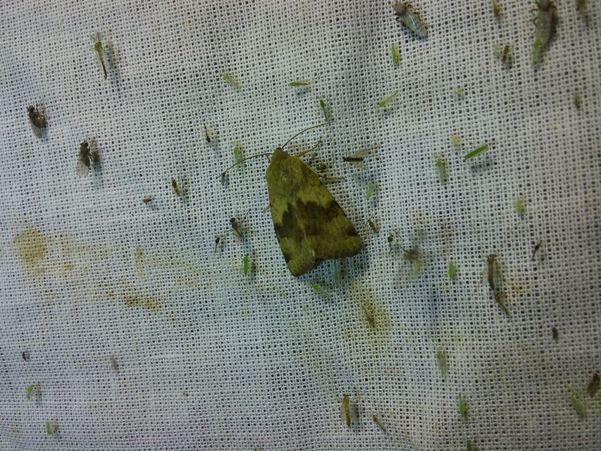 Heliothis viriplaca - mácsonyabagoly