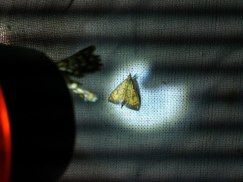 Ecpyrrhorrhoe rubiginalis - rozsdavörös tűzmoly