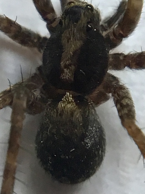 Pardosa