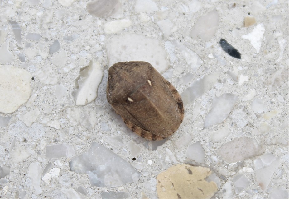 Eurygaster Eurygaster