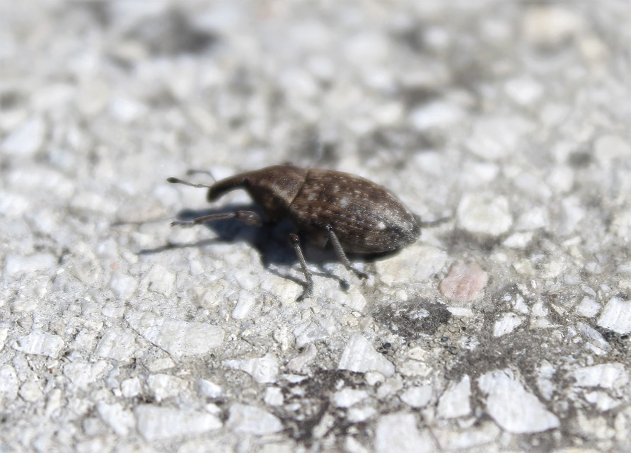 Lepyrus capucinus - pettyes fűzormányos