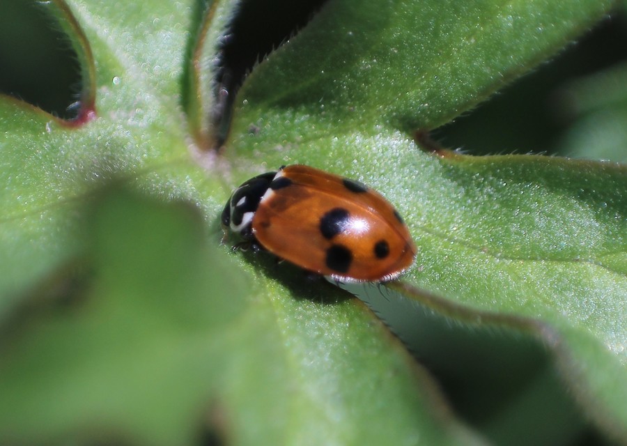 Hippodamia variegata - tizenhárompettyes katica