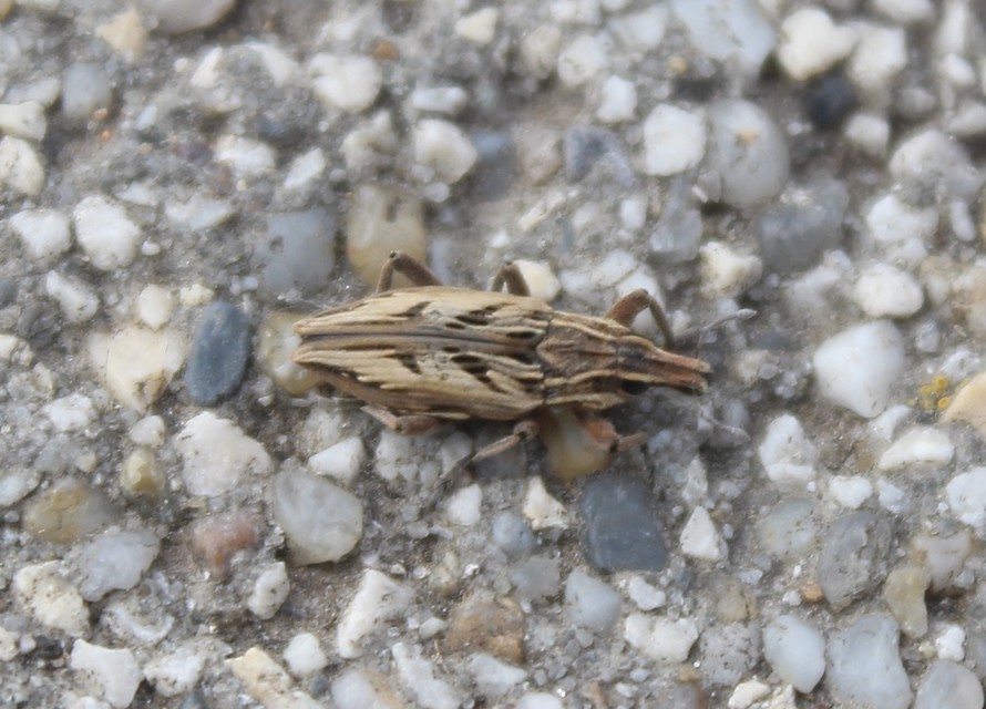 Coniocleonus nigrosuturatus - nyíljegyes barkó