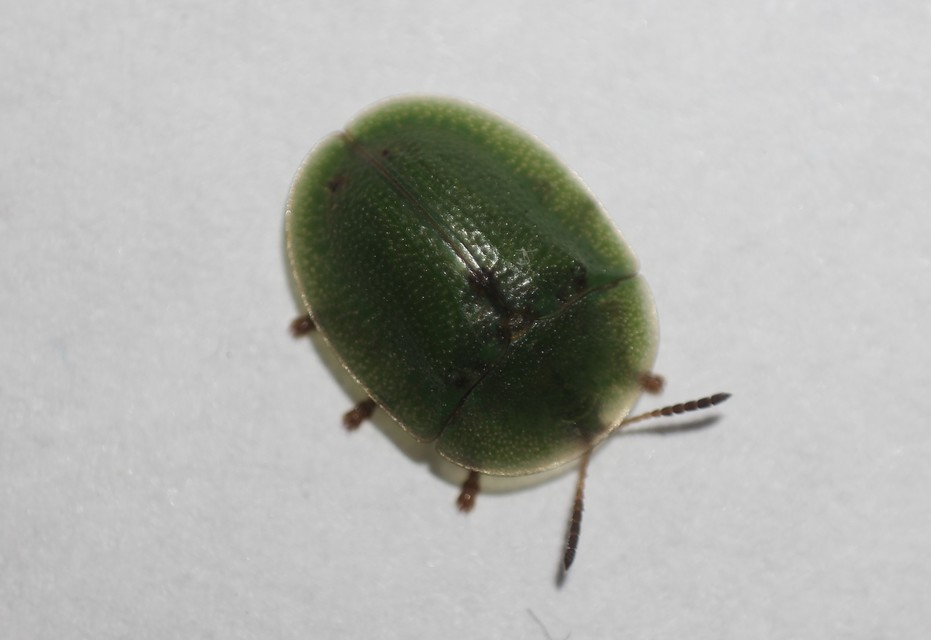 Cassida rubiginosa - lapos pajzsbogár Cassida rubiginosa - lapos pajzsbogár