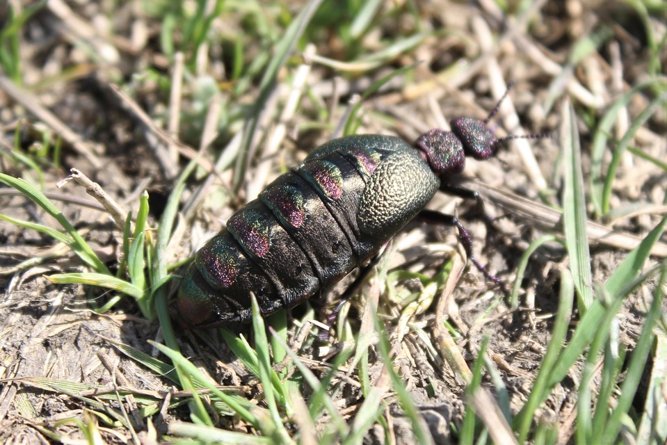 Meloe variegatus - pompás nünüke