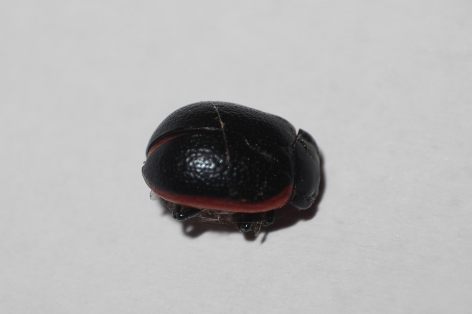 Chrysolina kuesteri - ráncos szegélyeslevelész