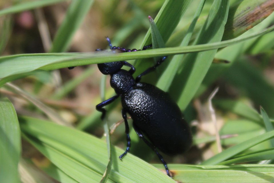 Meloe proscarabaeus - közönséges nünüke