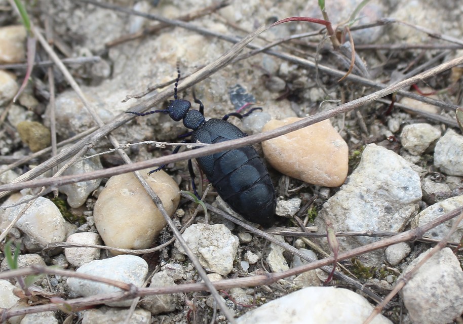 Meloe proscarabaeus - közönséges nünüke