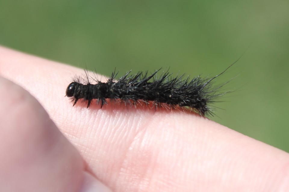 Hyphoraia aulica - barna medvelepke