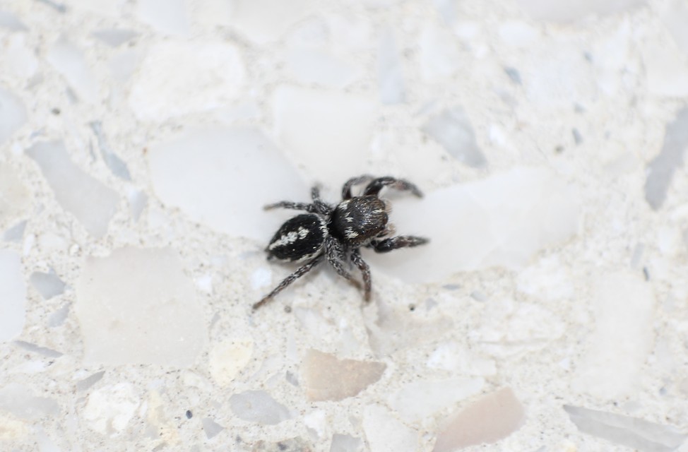 Salticidae - ugrópókok