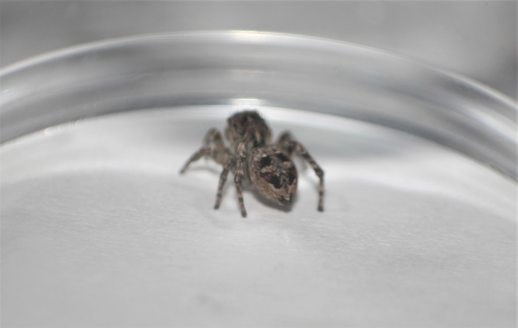 Salticidae - ugrópókok