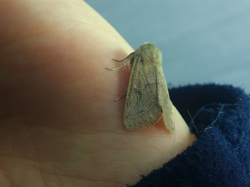 Orthosia cerasi - közepes barkabagoly