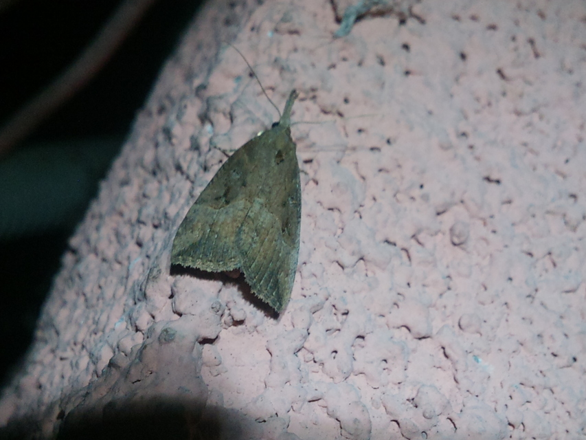 Hypena rostralis - közönséges karcsúbagoly